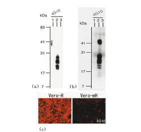 Identification of human HB-EGF by using anti-HB-EGF 4G10