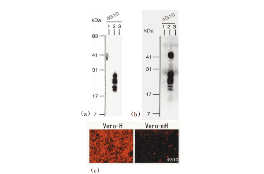 Identification of human HB-EGF by using anti-HB-EGF 4G10