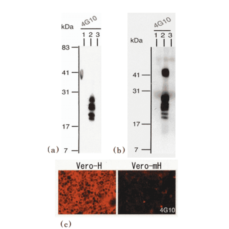 Identification of human HB-EGF by using anti-HB-EGF 4G10