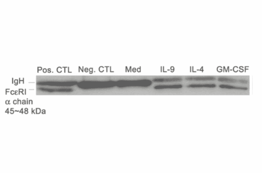 Western blot analysis of FceRaexpression induced by TH-2 cytokines in neutrophils from allergic asthmatics.