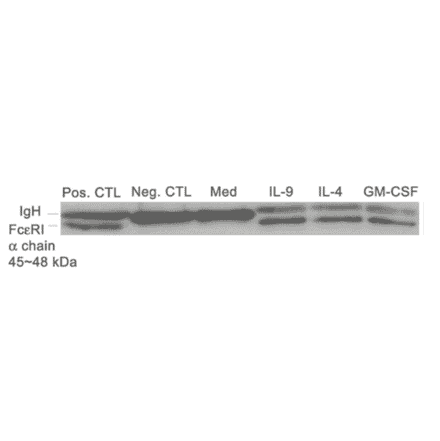 Western blot analysis of FceRaexpression induced by TH-2 cytokines in neutrophils from allergic asthmatics.