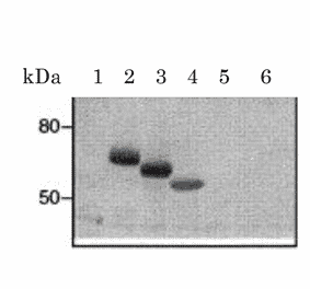 Epitope manpping of clone CRA2 of antiFceR1a monoclonal antibody by western blotting.