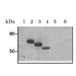 Epitope manpping of clone CRA2 of antiFceR1a monoclonal antibody by western blotting.