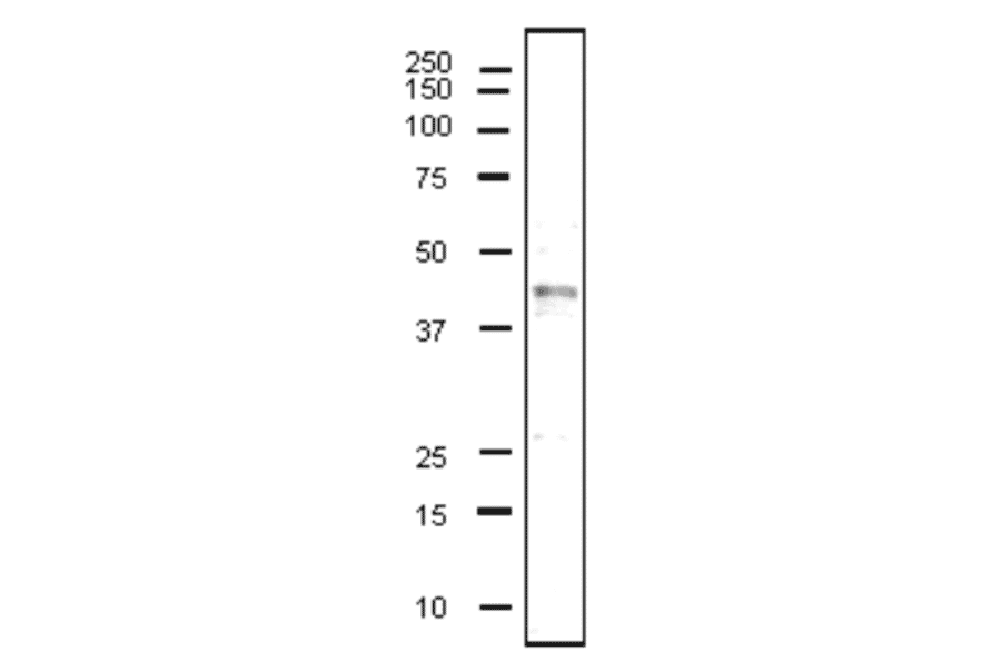 Detection of human CD40 in whole cell extract of MCF7 by western blot using anti-CD40 antibody (clone 5C3).