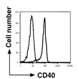Expression of CD40 on the cell suface of monocyte derived dendric cells as analyzed by Flow Cytometry with anti-CD40 antibody (5C3).