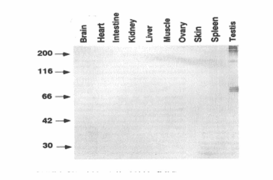 Western blot analysis of various mouse tissues with TRA54 antibody. 