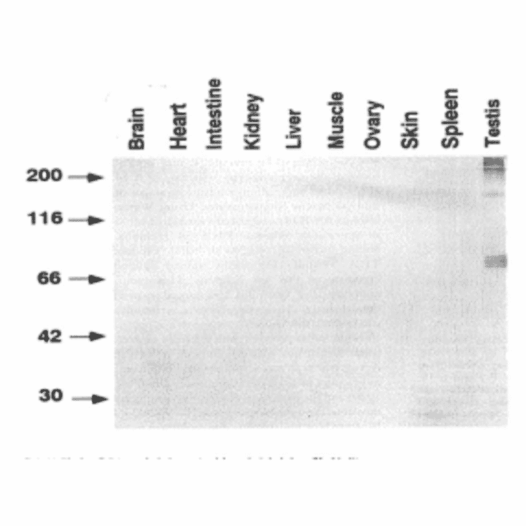 Western blot analysis of various mouse tissues with TRA54 antibody. 
