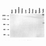 Western blot analysis of various mouse tissues with TRA54 antibody. 
