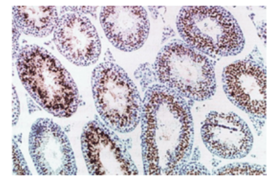 Immunohistochemical staining of mouse testicular cross-section with TRA54 antibody.