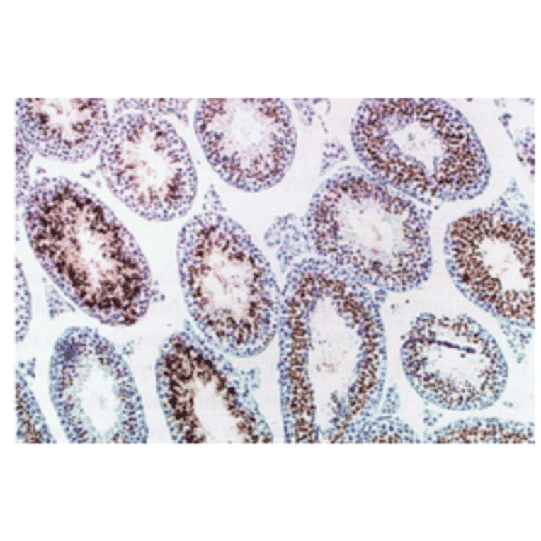 Immunohistochemical staining of mouse testicular cross-section with TRA54 antibody.