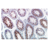 Immunohistochemical staining of mouse testicular cross-section with TRA54 antibody.