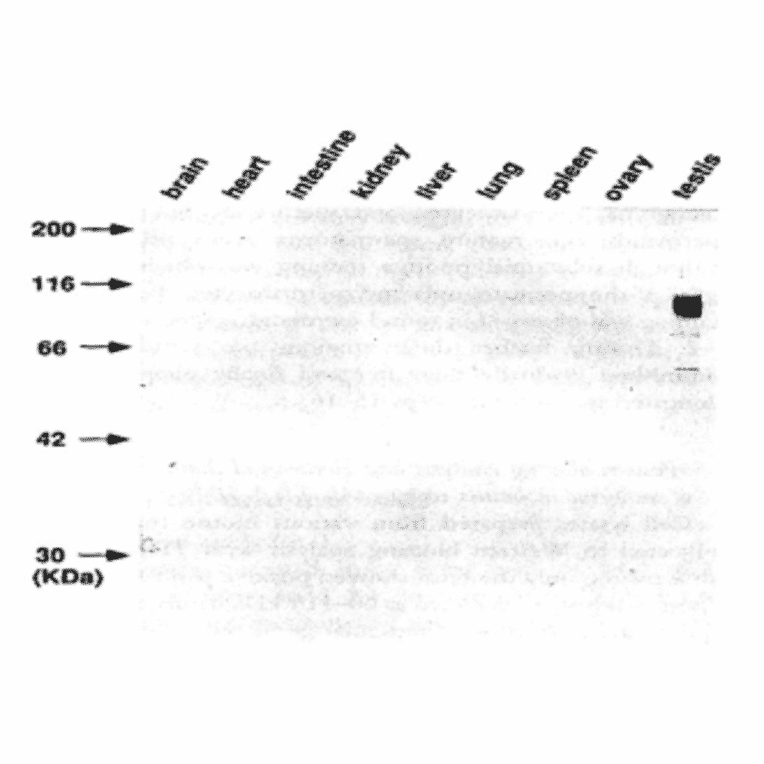 Western blot analysis with TRA98 of various mouse tissues.