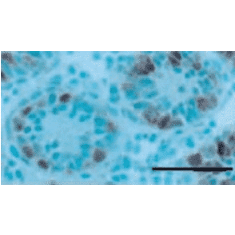 Immunohistochemical staining of a 7-day-old testis with germ cell-specific antibody, TRA98. 