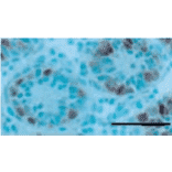 Immunohistochemical staining of a 7-day-old testis with germ cell-specific antibody, TRA98. 