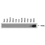 Expression of ACE3 in Testis and sperm of mouse as identified by western blotting with anti-ACE3 antibody.