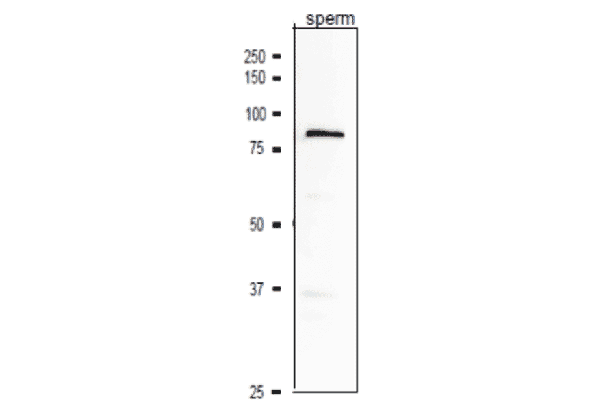Western blotting analysis of ACE3 protein in crude extract of mouse sperm with anti-ACE3 antibody.