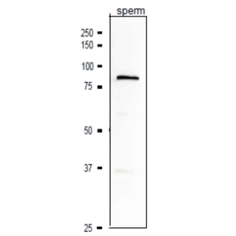 Western blotting analysis of ACE3 protein in crude extract of mouse sperm with anti-ACE3 antibody.