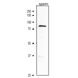 Western blotting analysis of ACE3 protein in crude extract of mouse sperm with anti-ACE3 antibody.