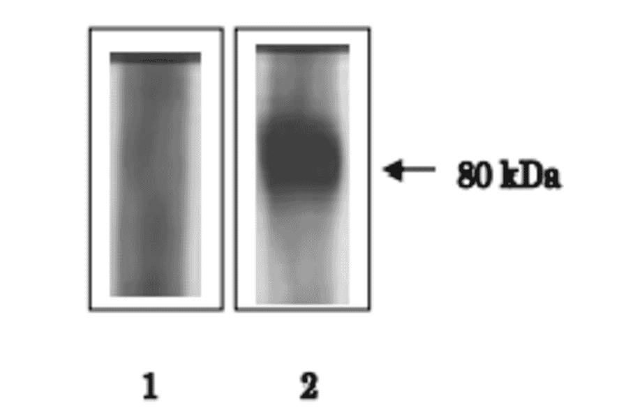 Immunoprecipitation of ACE3 protein from sperm lysate.