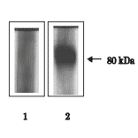 Immunoprecipitation of ACE3 protein from sperm lysate.
