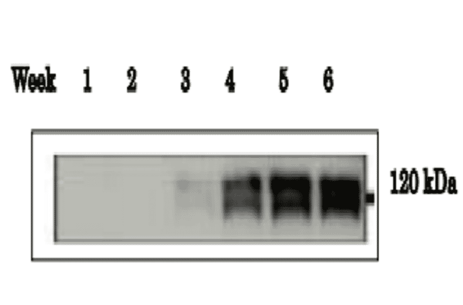 Immunohistological staining of ADAM1B in mouse testis using anti-ADAM1B antibody