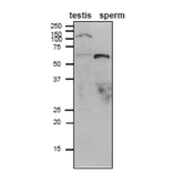 Weatern blot analysis of Adam1B in mouse testis and sperm lysates. 