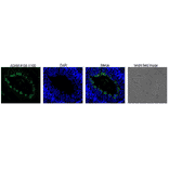 Differentiation stage-specific expression of ADAM1B in mouse testis as examined by Western blotting with anti-ADAM1B antibody. 