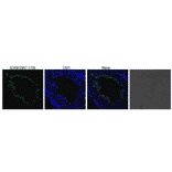 Immunohistological staining of ADAM1B in mouse testis using anti-ADAM1B antibody 