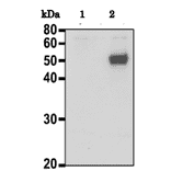 Identification of CALR protein by western blotting with anti-CALR antibody. 