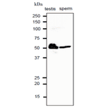 Western blot analysis of CALR protein in crude extracts of mouse testis and sperm with anti-CALR antibody. 