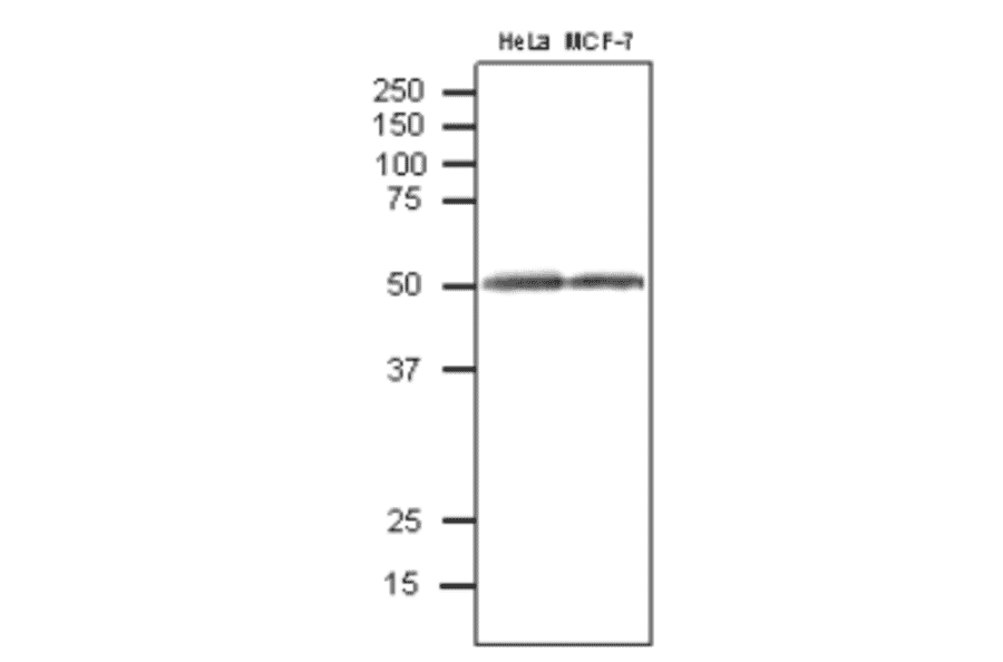 Western blot analysis of CALR protein in crude extracts of human cell lines with anti-CALR antibody. 