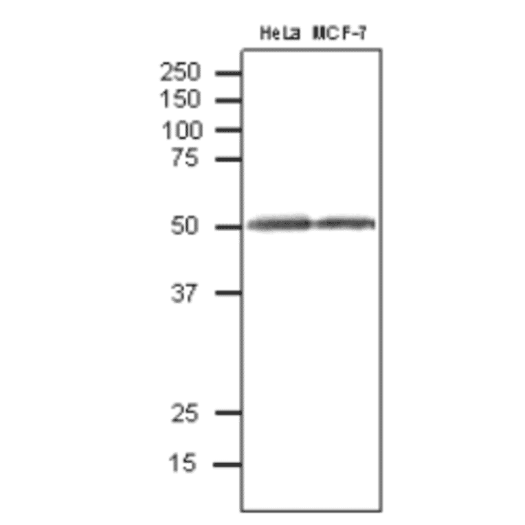 Western blot analysis of CALR protein in crude extracts of human cell lines with anti-CALR antibody. 