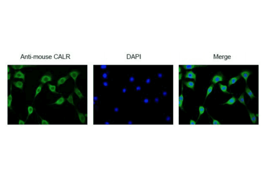 Immunofluorescence staining of CALR protein in NIH3T3 cells with anti-CALR antibody. 