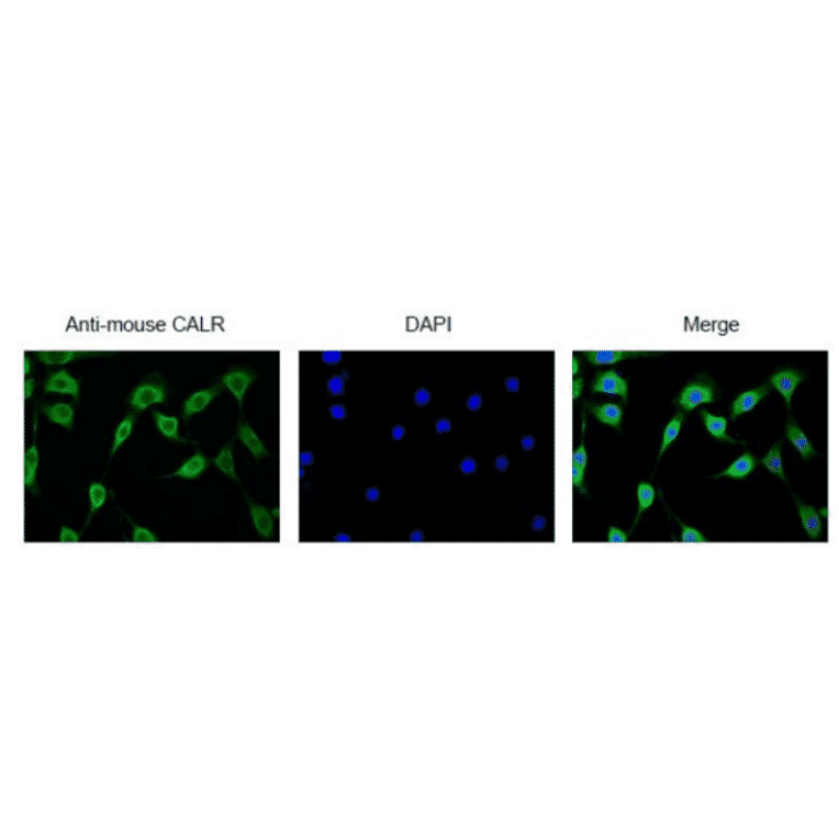 Immunofluorescence staining of CALR protein in NIH3T3 cells with anti-CALR antibody. 
