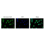 Immunofluorescence staining of CALR protein in NIH3T3 cells with anti-CALR antibody. 