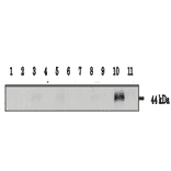 Testeis specific expression of Calreticulon-3 as examined in various tissues by western blotting with anti-CALR3 antibody.