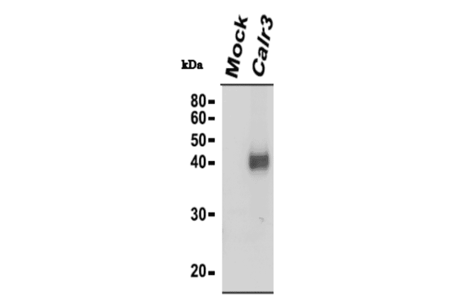 Identification of Calreticulon-3 protein by western blotting with anti-CALR3 antibody.