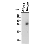 Identification of Calreticulon-3 protein by western blotting with anti-CALR3 antibody.