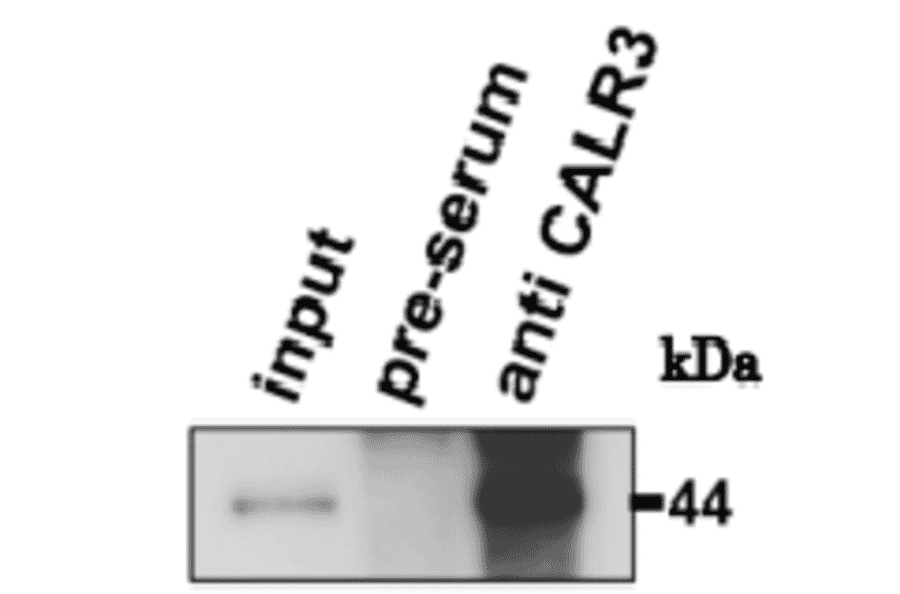 Immunoprecipitation of Calreticulon-3 protein with anti-CALR3 antibody