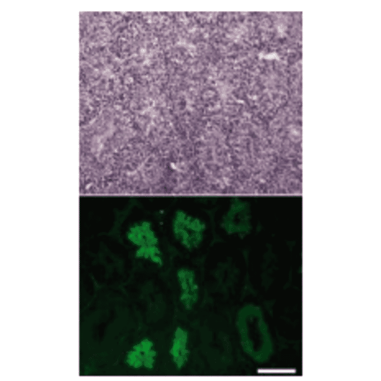 Immunofluorescence staining of a testicular section with anti-CALR3 antibody.