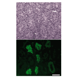 Immunofluorescence staining of a testicular section with anti-CALR3 antibody.