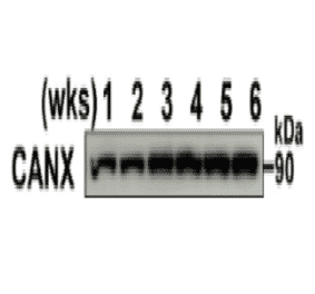 Western blotting analysis of mouse testis extracts of different ages with anti-Calnexin (CANX) antibody.