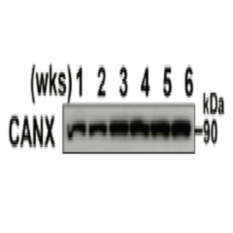 Western blotting analysis of mouse testis extracts of different ages with anti-Calnexin (CANX) antibody.