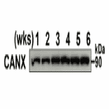 Western blotting analysis of mouse testis extracts of different ages with anti-Calnexin (CANX) antibody.