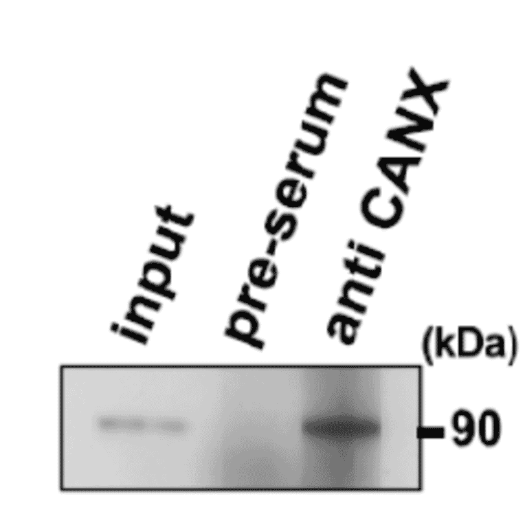 Immunoprecipitation of Calnexin from mouse testia.