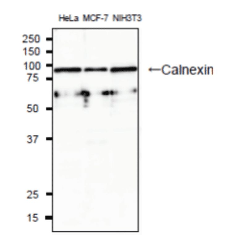 Western blotting analysis of lysatess of human and mouse cell lines with anti-Calnexin (CANX) antibody.