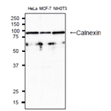 Western blotting analysis of lysatess of human and mouse cell lines with anti-Calnexin (CANX) antibody.
