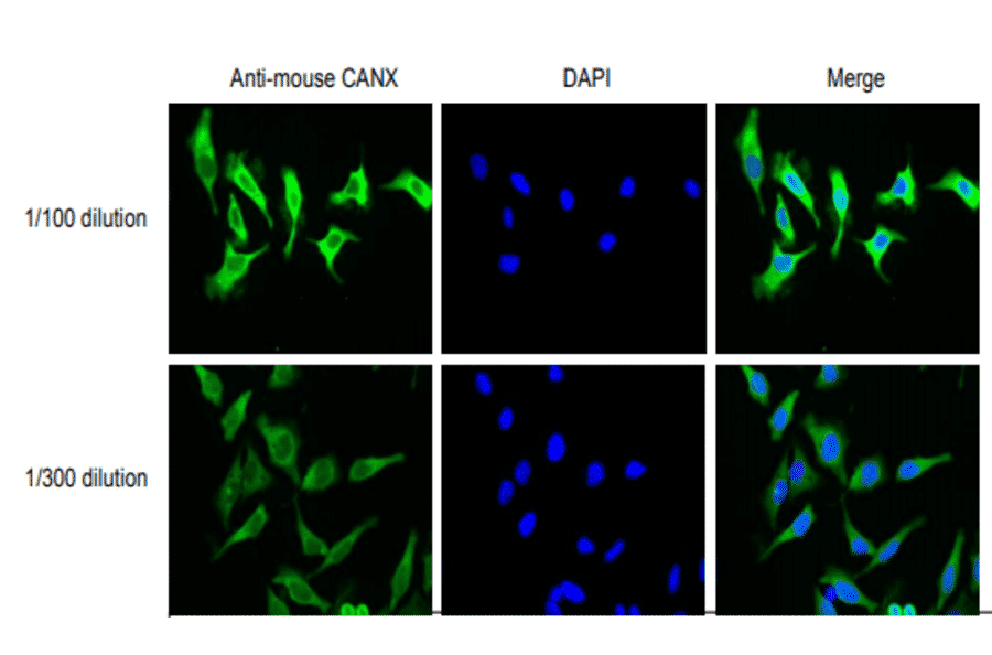 Immunofluorescent staining of HeLa cells with anti-Calnexin antibody