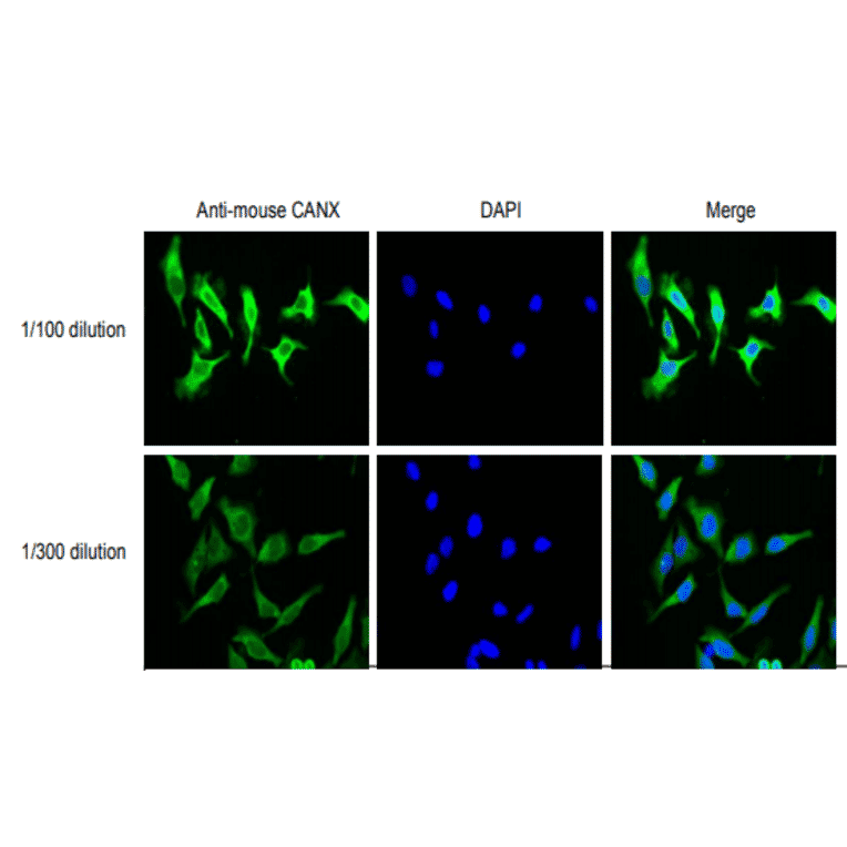 Immunofluorescent staining of HeLa cells with anti-Calnexin antibody