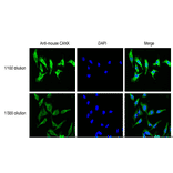 Immunofluorescent staining of HeLa cells with anti-Calnexin antibody